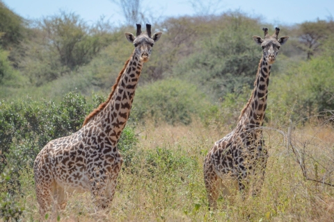 Overnight Safari to Amboseli National Park