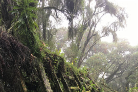 Rwanda 2-day Gorilla Trekking & Dian Fossey Tomb Visit