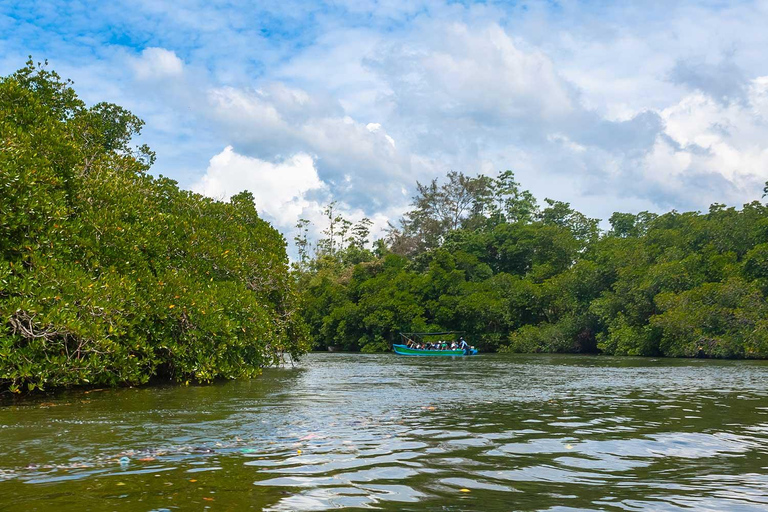 Bentota: Madu River Safari, Turtle Conservation & Beach Day