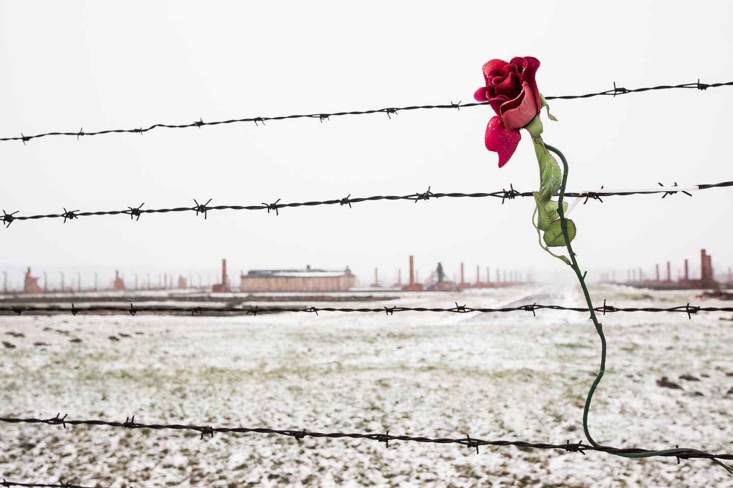 From Krakow: Auschwitz-Birkenau Tour