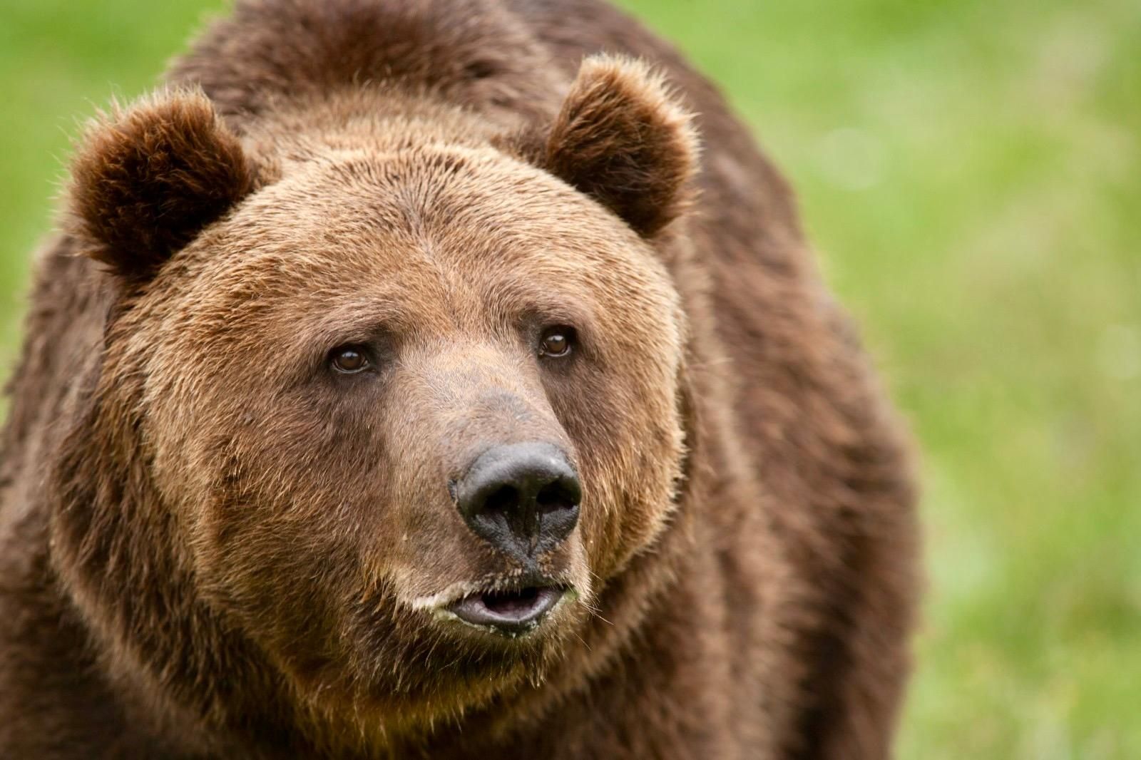 Von Bukarest aus: Das Bärenschutzgebiet Libearty und Draculas Schloss