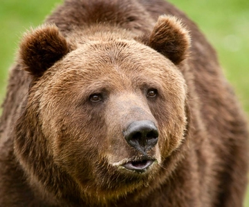 From Bucharest: Libearty Bear Sanctuary and Dracula's Castle