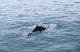 Dingle: Geführte Mini-Öko-Bootstour (2 Stunden)