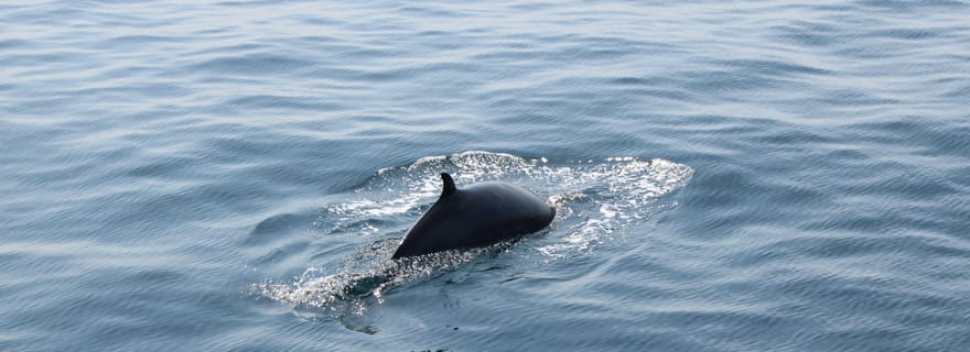 Dingle : mini-visite guidée écologique en bateau (2 heures)