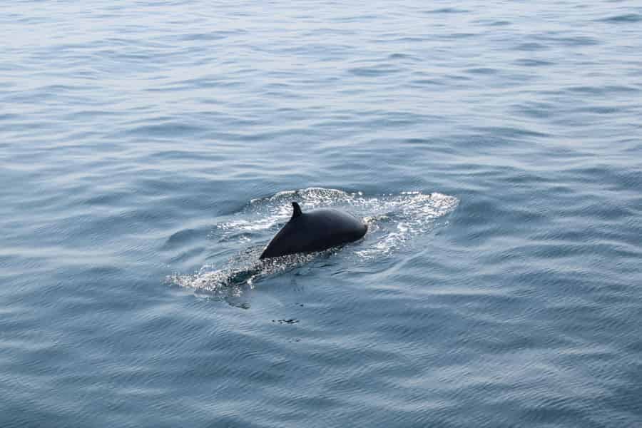 Dingle: Guided Mini Eco Boat Tour (2 Hours)
