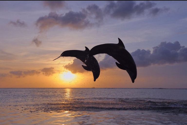Lovina : Sunrise Dolphin Tour Snorkeling, Waterfall & Temple Dolphin tour, swimming, snorkeling ticket only - Small Group