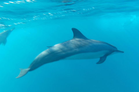 Flic en Flac: Private Sunrise Dolphin Watching Boat Tour
