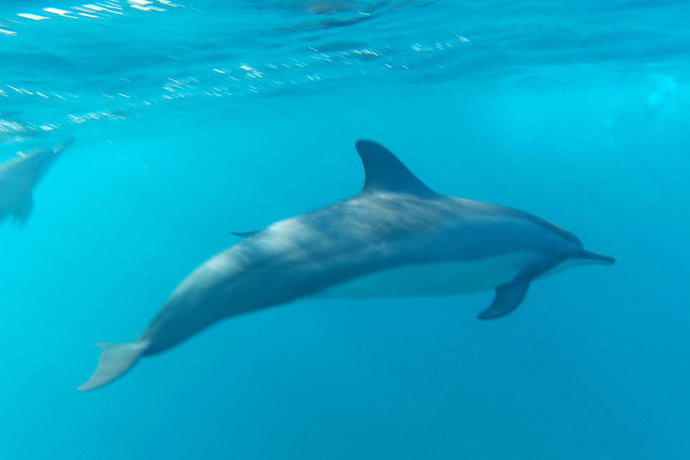 Flic en Flac: Private Sunrise Dolphin Watching Boat Tour