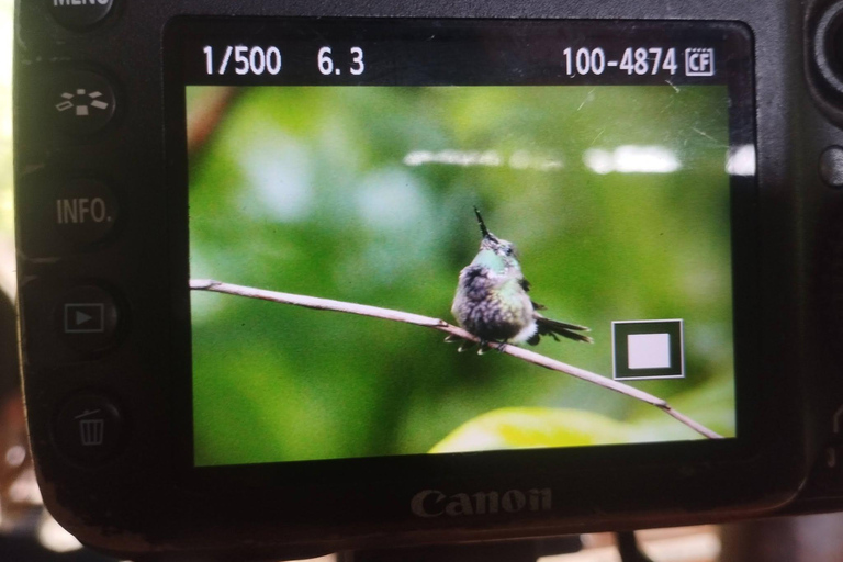 From Cusco: 4-Day Manu Cloud Forest Birdwatching Tour