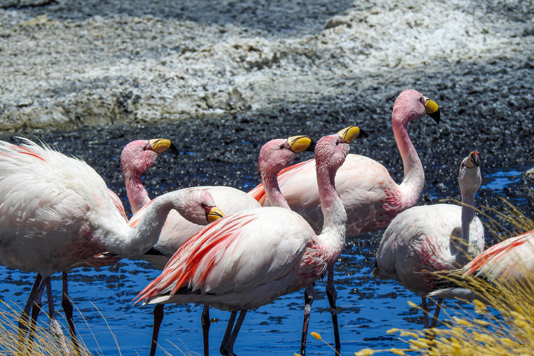 La Paz: 5-Day Uyuni Salt Flats Journey with Return ENGLISH-SPEAKING GUIDE
