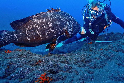 Madère : expérience de plongée sous-marineMadère: expérience de plongée sous-marine guidée de 3 heures