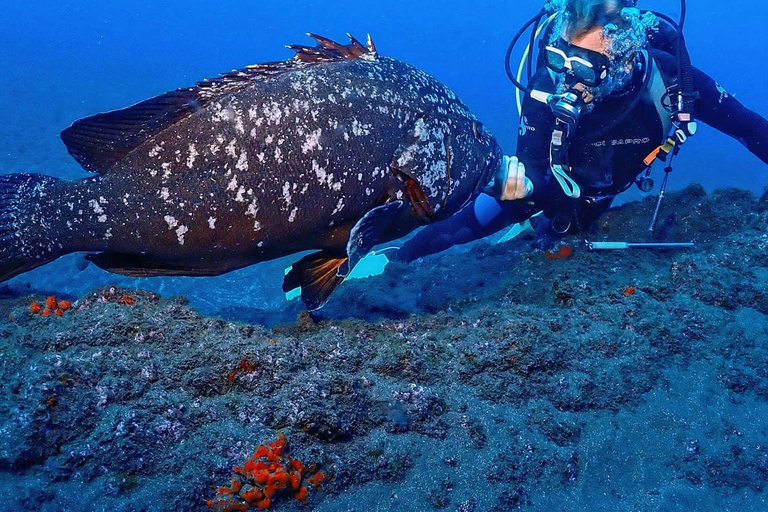 Madère : expérience de plongée sous-marineMadère: expérience de plongée sous-marine guidée de 3 heures