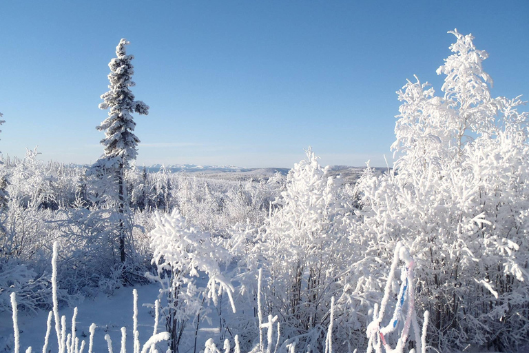 Fairbanks, Alaska: Guided Snowmobile Tour Snowmobile Tour: Couple (2 riders per sled)