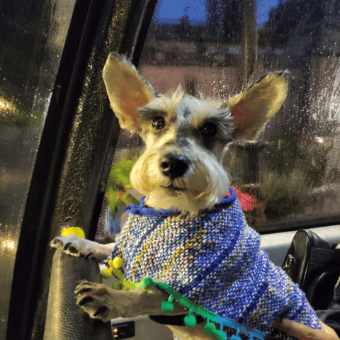 Mexico City:Double-decker bus ride with your dog