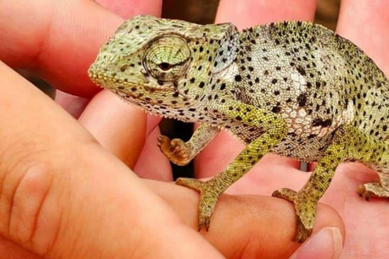 ZANZIBAR: Isola delle Prigioni, Foresta di Jozani e Butterfly CenterIL TOUR PRIVATO INCLUDE IL SERVIZIO DI PRELIEVO E RIENTRO IN HOTEL