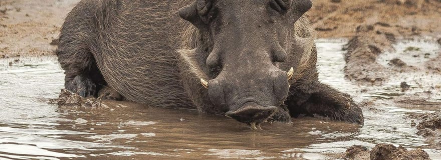 Safari de 3 jours de Dar-es-Salaam au parc national de Mikumi