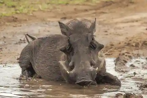 Safari di 3 giorni da Dar-es-Salaam al Parco Nazionale di Mikumi