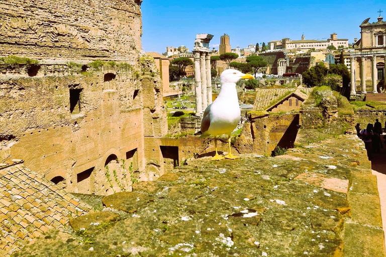 Small Group Colosseum Arena Floor,Roman Forum ,Palatine Hill