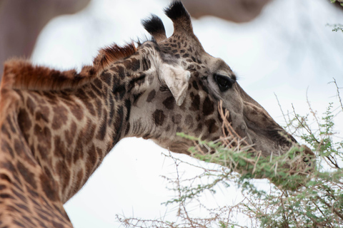 Arusha: Lake Manyara National Park Day Trip with Pickup