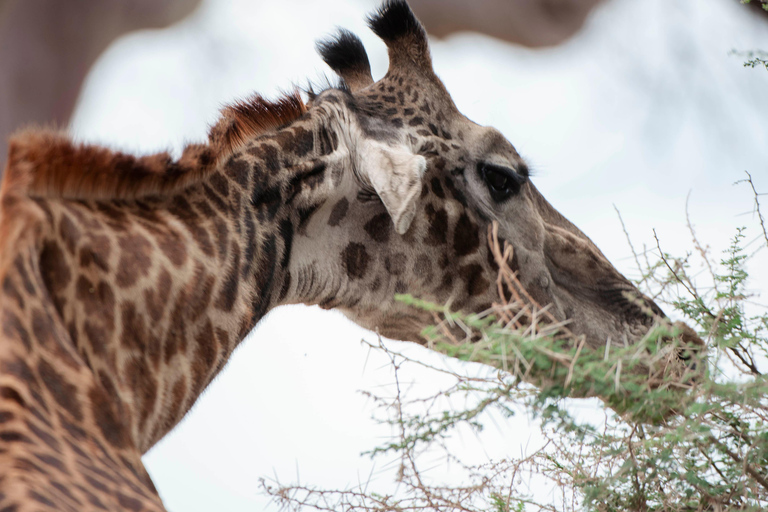 Arusha: Lake Manyara National Park Day Trip with Pickup