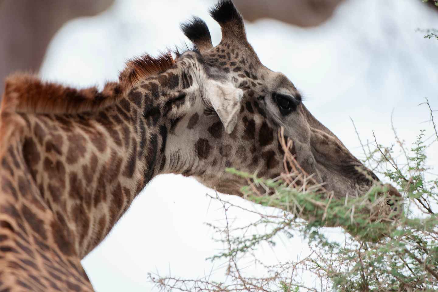 Arusha: Lake Manyara National Park Day Trip with Pickup - Arusha: Lake Manyara National Park Day Trip with Pickup
