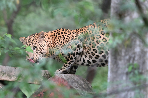 From Jaipur: Jhalana Leopard Safari - Wild Encounters