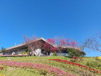 From Taipei, Pinglin Tea Culture and Maokong Guided Day Tour - Housity