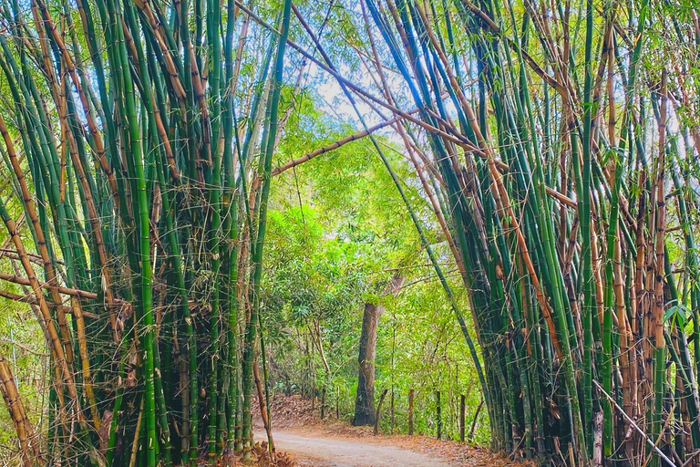 From Santa Marta: Minca and Coffee and Cacao Tour with Lunch Minca Magic and exotic Coffee and Cacao Tour