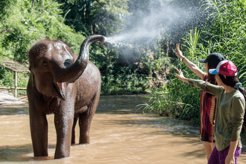 Chiang Mai: Bamboo Rafting, Elephant Feeding & Carp Café