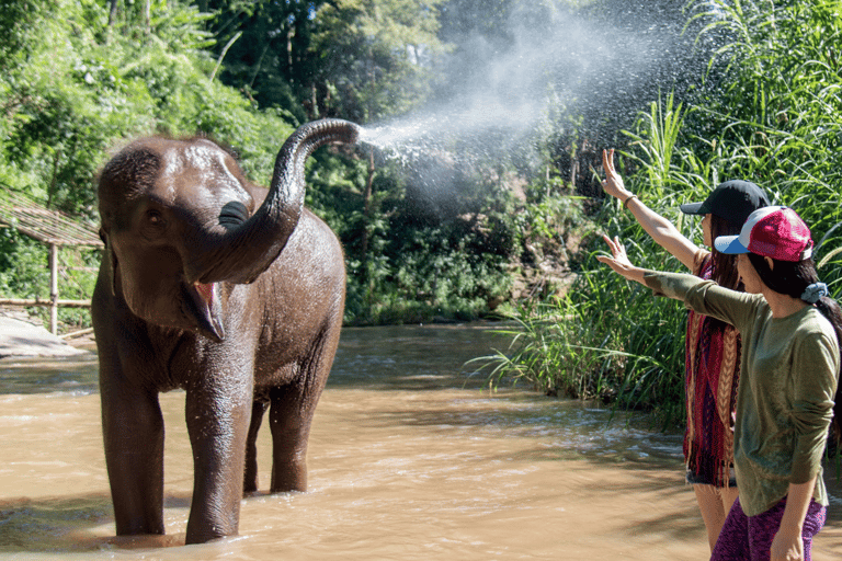 Chiang Mai: Bamboo Rafting, Elephant Feeding & Carp Café