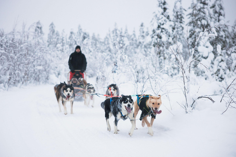 Rovaniemi: Avventura Husky lungo il Circolo Polare ArticoRovaniemi: avventura con husky nel Circolo Polare Artico