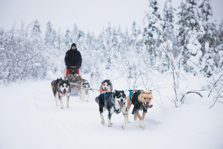 Rovaniemi : Aventure Husky sur la longue piste du cercle arctiqueRovaniemi : aventure arctique en traîneau de huskys