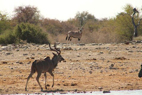 Windhoek: 3-Day Guided Safari in Etosha with Lodge