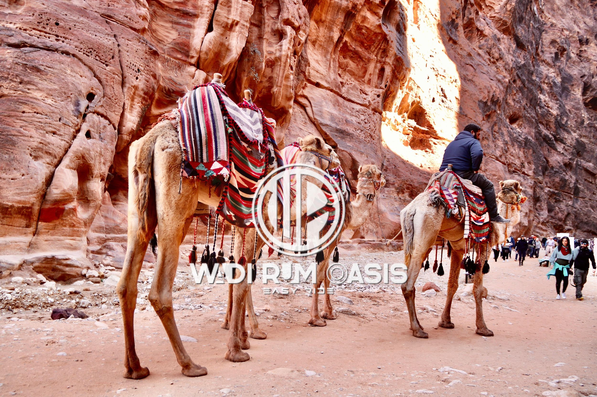 Von Amman Besuch Petra Ein Tag private Tour