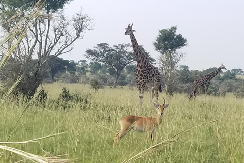 Från Kampala: 3-dagars safari i Murchison Falls med Rhino Trek