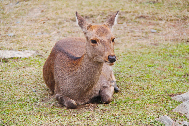 Nara Park: Deer & Healing Forest Guided Tour with Stories