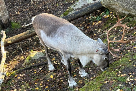 Rovaniemi: Ranua’s Wildlife Park Ticket with Transportation