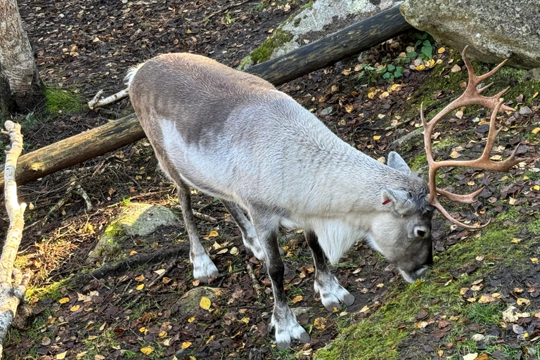 Rovaniemi: Ranua’s Wildlife Park Ticket with Transportation