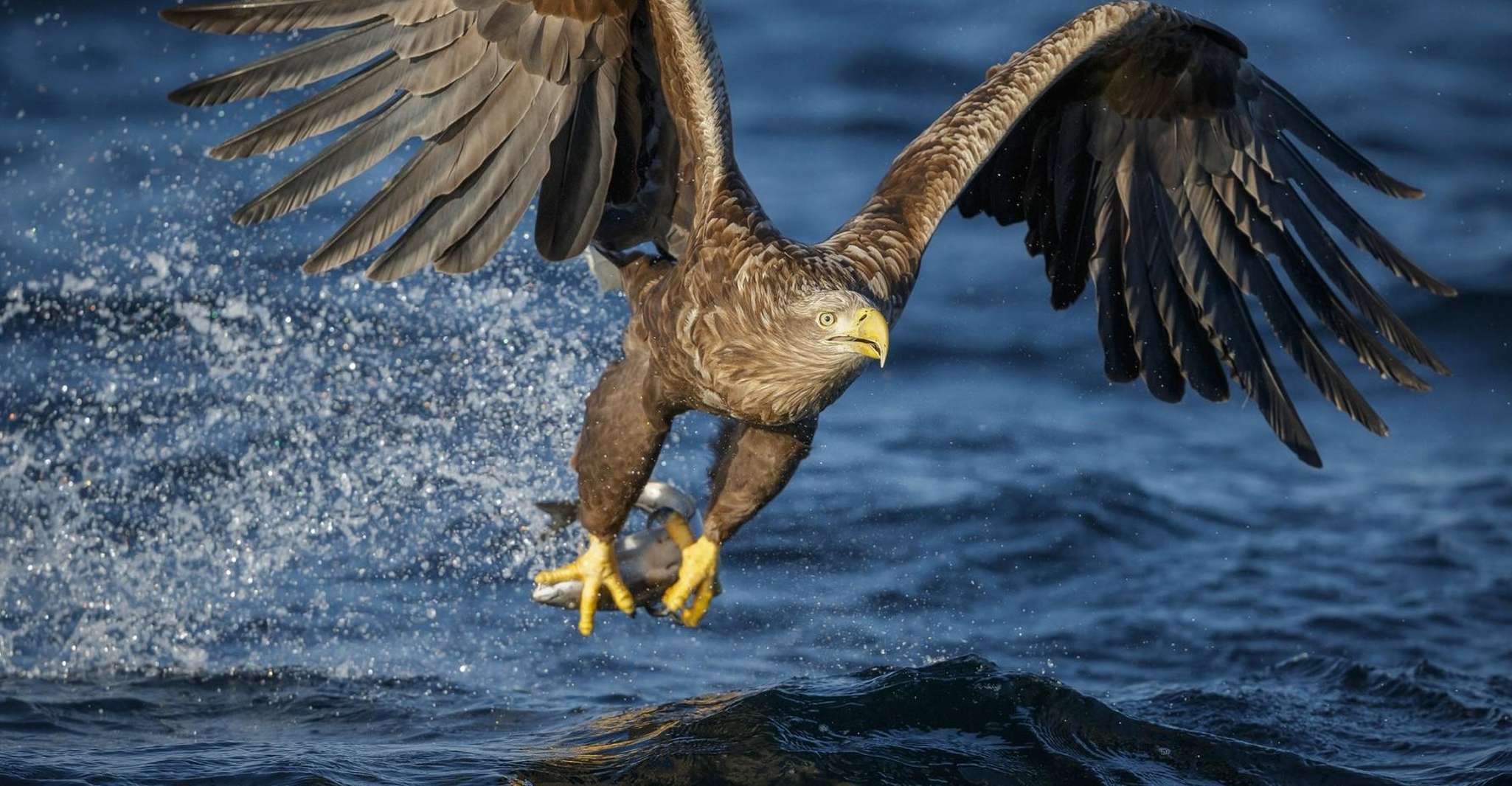 Bodø, RIB naar Saltstraumen met een zeearend safari - Hizvo