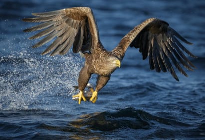 Bodø, RIB to Saltstraumen with a sea eagle safari - Housity