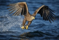 Bodø, RIB à Saltstraumen avec un safari d'aigle marin - Hizvo