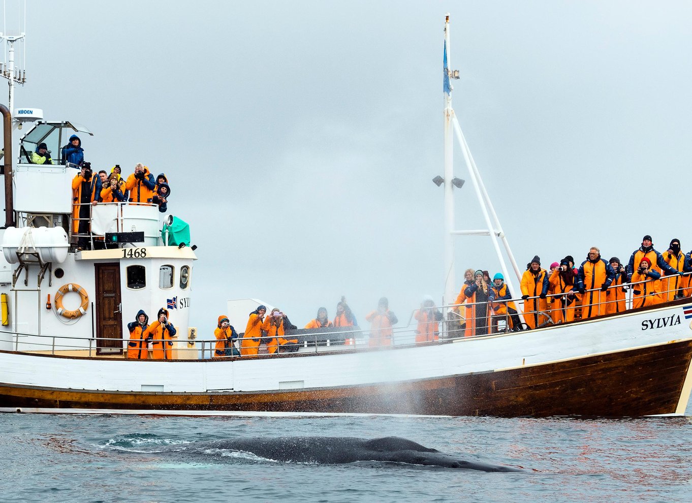 Húsavík: Traditionel hvalsafari