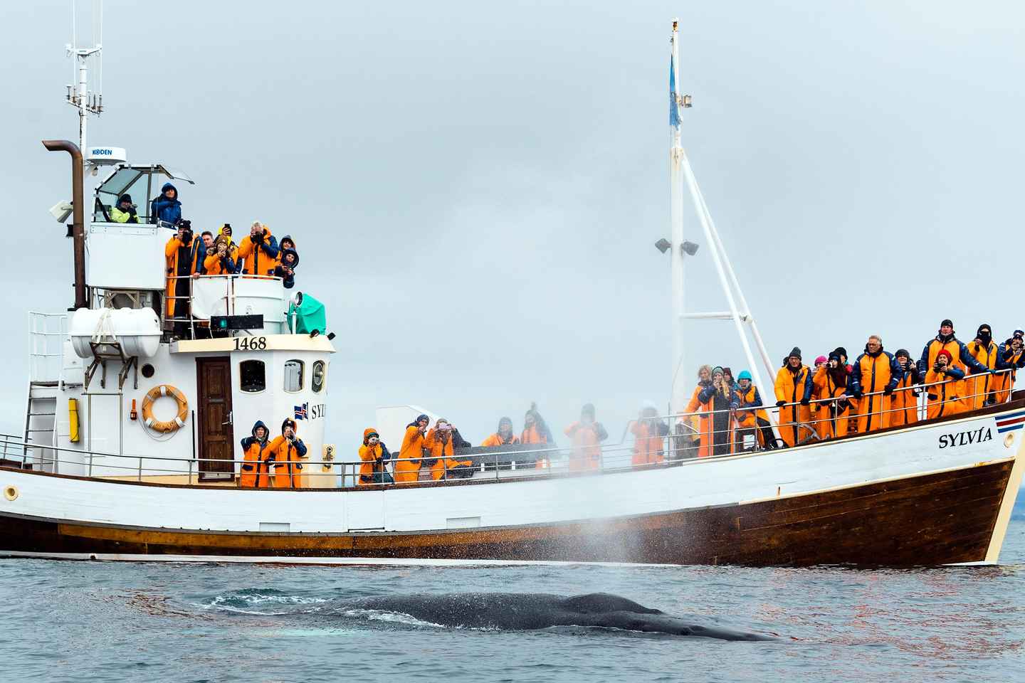 Húsavík: Traditional Whale Watching Tour