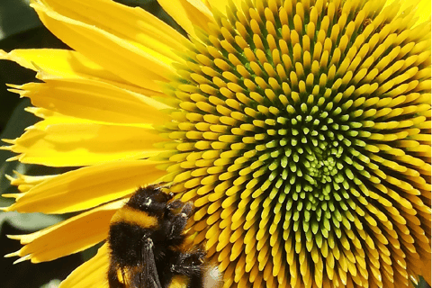 Coblenza: il vigneto vivente, la natura e il vino