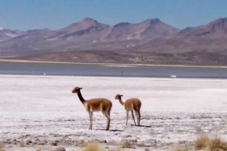 Arequipa: Chachani Volcano Guided Trek with Meals-two days