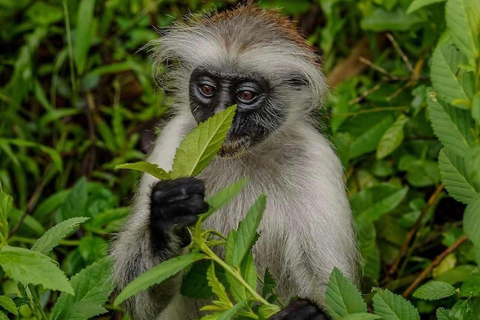 Zanzibar: Spice Farm, Stone Town or Jozani Forest with lunch Spice Farm Experience with lunch – (No Transport)