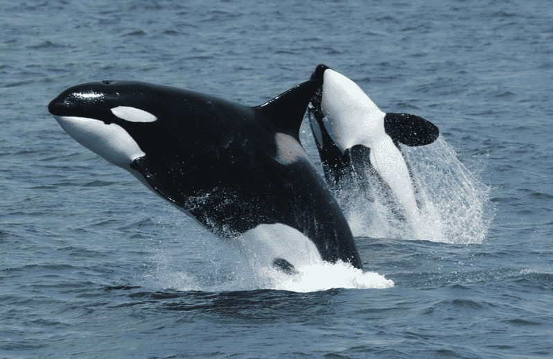 Alta Whale Safari, Fjord and Northern Lights Tour GetYourGuide