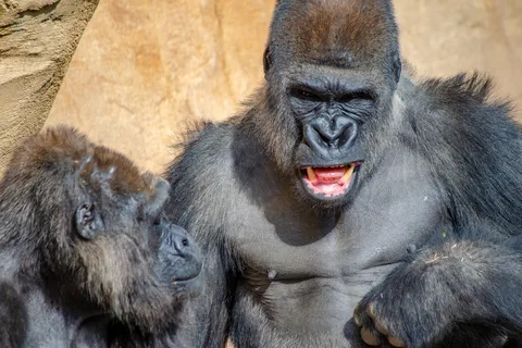 Bioparc Entree Ticket