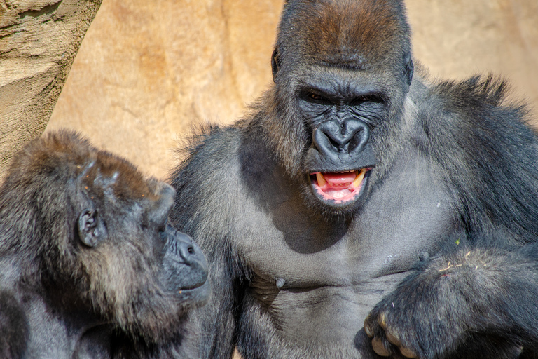 Fuengirola: Bioparc Entrance Ticket Bioparc Fuengirola General Admission Day Ticket