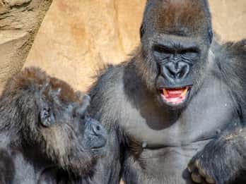 Fuengirola: Bioparc Entrance Ticket